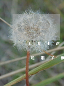 信用卡逾期了會(huì)怎樣催收(信用卡逾期了催收人員的話可信嗎?)