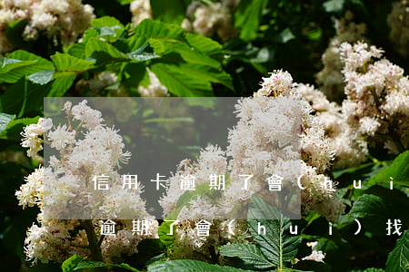 信用卡逾期了會(huì)找公司嗎 信用卡逾期了會(huì)找公司嗎貼吧