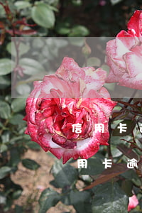 信用卡逾期了會(huì)有人通知嗎(我信用卡逾期了會(huì)不會(huì)影響家人)
