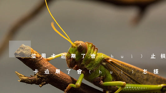 信用卡逾期了會(huì)止損嗎-借信用卡逾期了會(huì)怎樣