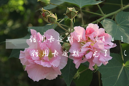 信用卡逾期了會(huì)被停用嗎(停用的信用卡逾期還完了應(yīng)該注銷嗎)