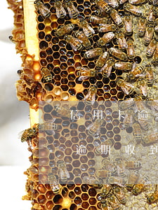 信用卡逾期了會凍結(jié)賬戶(信用卡逾期收到凍結(jié)所有賬戶是真的嗎)