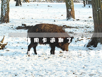 信用卡逾期了會影響銀行貸款嗎(貸款逾期與信用卡逾期的后果是什么)