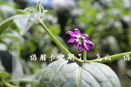信用卡逾期了會怎么樣?(信用卡逾期了會怎么樣?)