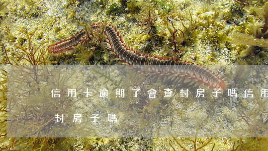 信用卡逾期了會查封房子嗎(信用貸逾期會查封房子嗎)