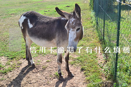 信用卡逾期了有什么煩惱(信用卡逾期可怕嗎)