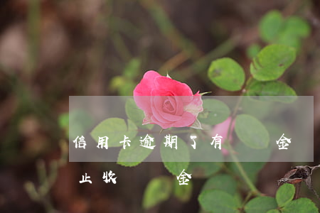 信用卡逾期了有滯納金嗎(信用卡逾期多久停止收滯納金)