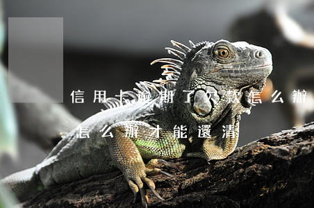 信用卡逾期了欠款怎么辦(信用卡逾期了欠款怎么辦才能還清)