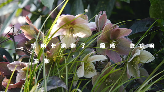 信用卡逾期了沒最低還款(信用來還最低不算逾期嗎)