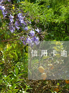 信用卡逾期了沒還會坐牢嗎(信用卡 逾期 坐牢)