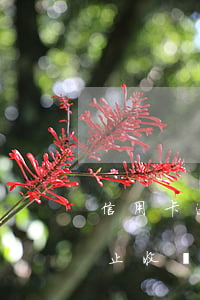 信用卡逾期了滯納金咋算(信用卡逾期多久停止收滯納金)