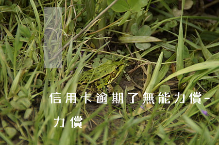 信用卡逾期了無能力償-信用卡逾期了無能力償