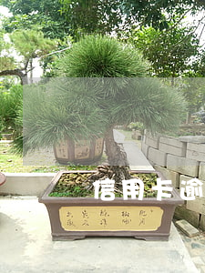 信用卡逾期了然后卡到期了