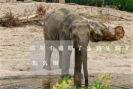 信用卡逾期了生病(生病了信用卡逾期還不上怎么辦)