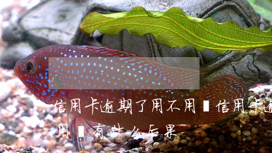 信用卡逾期了用不用還(信用卡逾期還完了不用會有什么后果)