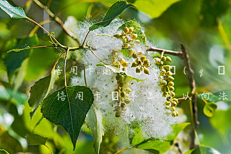 信用卡逾期了申請(qǐng)停息掛賬(欠信用卡還不上可以向法院申請(qǐng)停息掛賬嗎)