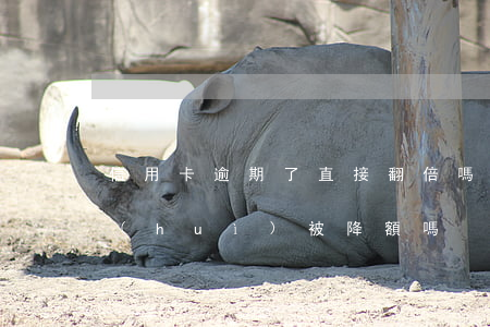 信用卡逾期了直接翻倍嗎(信用卡逾期一次會(huì)被降額嗎)