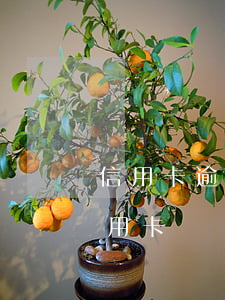 信用卡逾期了能不能申請延期(申請延期還信用卡)
