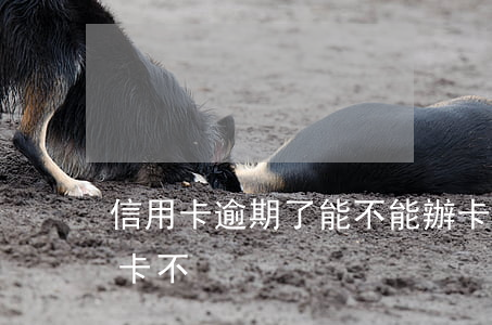 信用卡逾期了能不能辦卡(信用卡逾期還能辦卡不)