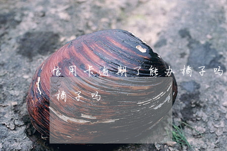 信用卡逾期了能办橘子吗(信用卡逾期了能办橘子吗)