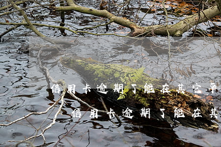 信用卡逾期了能在其它平臺(tái)貨款嗎(信用卡逾期了能在其它平臺(tái)貨款嗎)