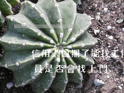 信用卡逾期了能找工作嗎(信用卡逾期工作人員是否會找上門)