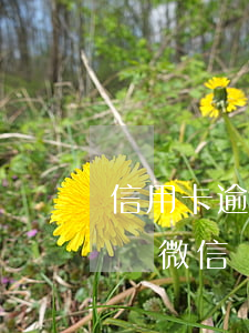 信用卡逾期了能用微信轉(zhuǎn)賬嗎(微信轉(zhuǎn)賬可以用信用卡嗎)