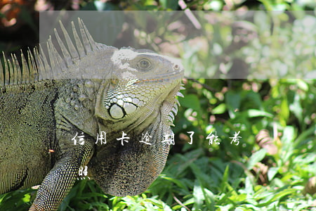 信用卡逾期了能考駕駛證嗎(信用逾期能考駕照嗎)