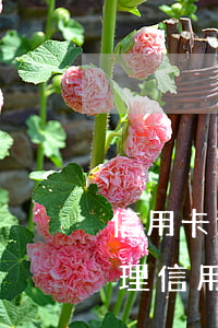 信用卡逾期了能補(bǔ)辦 逾期后還能辦理信用卡嗎
