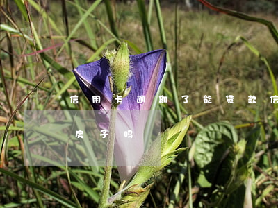 信用卡逾期了能贷款 信用卡逾期了能贷款买房子吗