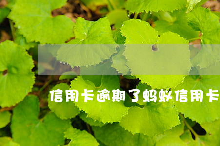信用卡逾期了蚂蚁(信用卡5个月处于逾期)