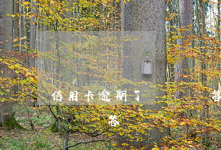 信用卡逾期了螞蟻莊園答題 信用卡逾期了螞蟻莊園答題