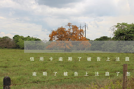 信用卡逾期了被告上法庭了怎么辦-信用卡逾期了被告上法庭了怎么辦呢