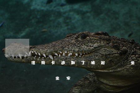 信用卡逾期了被起訴會坐牢嗎(欠信用卡被起訴會坐牢嗎)
