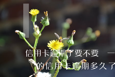 信用卡逾期了要不要還一點(diǎn)(你們的信用卡逾期多久了)