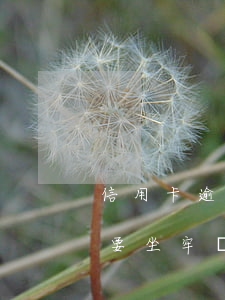 信用卡逾期了要坐牢嗎貼吧-信用卡逾期了要坐牢嗎貼吧最新消息
