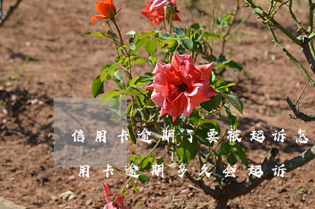 信用卡逾期了要被起诉怎么办(今年新规定信用卡逾期多久会起诉)