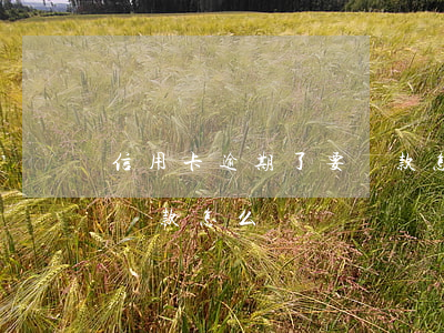 信用卡逾期了要貸款怎么貸(信用卡逾期了要貸款怎么貸)