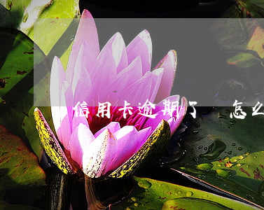 信用卡逾期了該怎么還款劃算