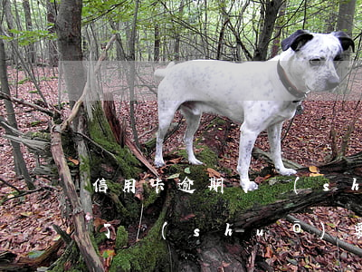 信用卡逾期了說(shuō)要(信用卡逾期了說(shuō)要凍結(jié)我的支付寶)