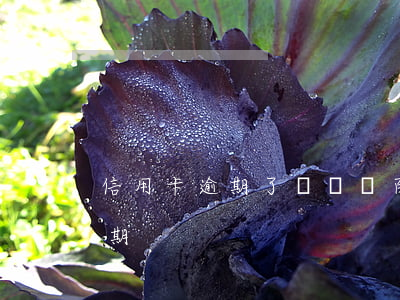 信用卡逾期了讓還幾百塊-幾十元信用卡逾期
