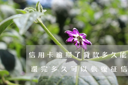 信用卡逾期了貸款多久能恢復-銀行卡逾期還完多久可以恢復征信