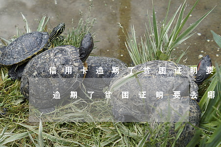 信用卡逾期了贫困证明要去哪里开-信用卡逾期了贫困证明要去哪里开呢