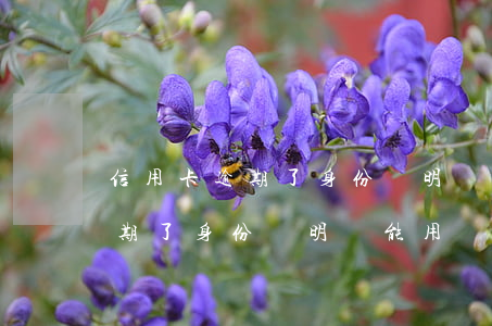 信用卡逾期了身份證明還能用嗎-信用卡逾期了身份證明還能用嗎怎么辦