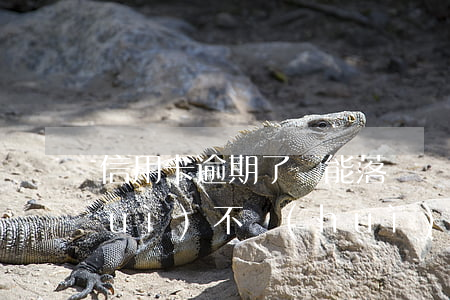 信用卡逾期了車能落戶嗎(信用卡逾期會(huì)不會(huì)把車收走)