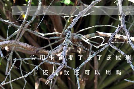 信用卡逾期了还了还能刷吗(逾期几年的信用卡还完款还可以用吗)