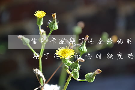 信用卡逾期了还会给临时额度吗-信用卡逾期了还会给临时额度吗怎么办