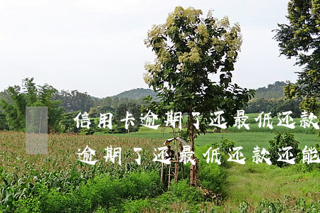 信用卡逾期了还最低还款还能用吗-信用卡逾期了还最低还款还能用吗有影响吗