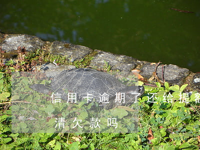 信用卡逾期了还给提额啦(信用卡提额需要还清欠款吗)
