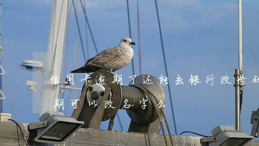 信用卡逾期了还能去银行改号码吗-信用逾期可以改名字么